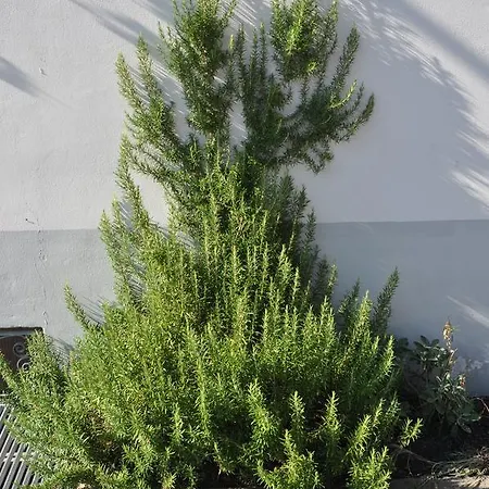 Hotel Galles Paluzza