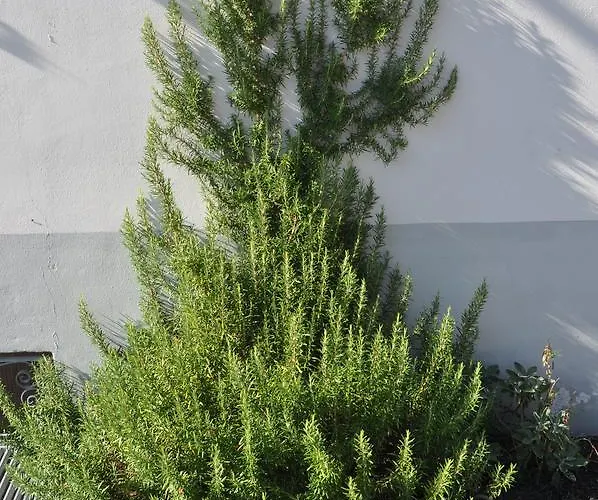 Szálloda Galles Paluzza